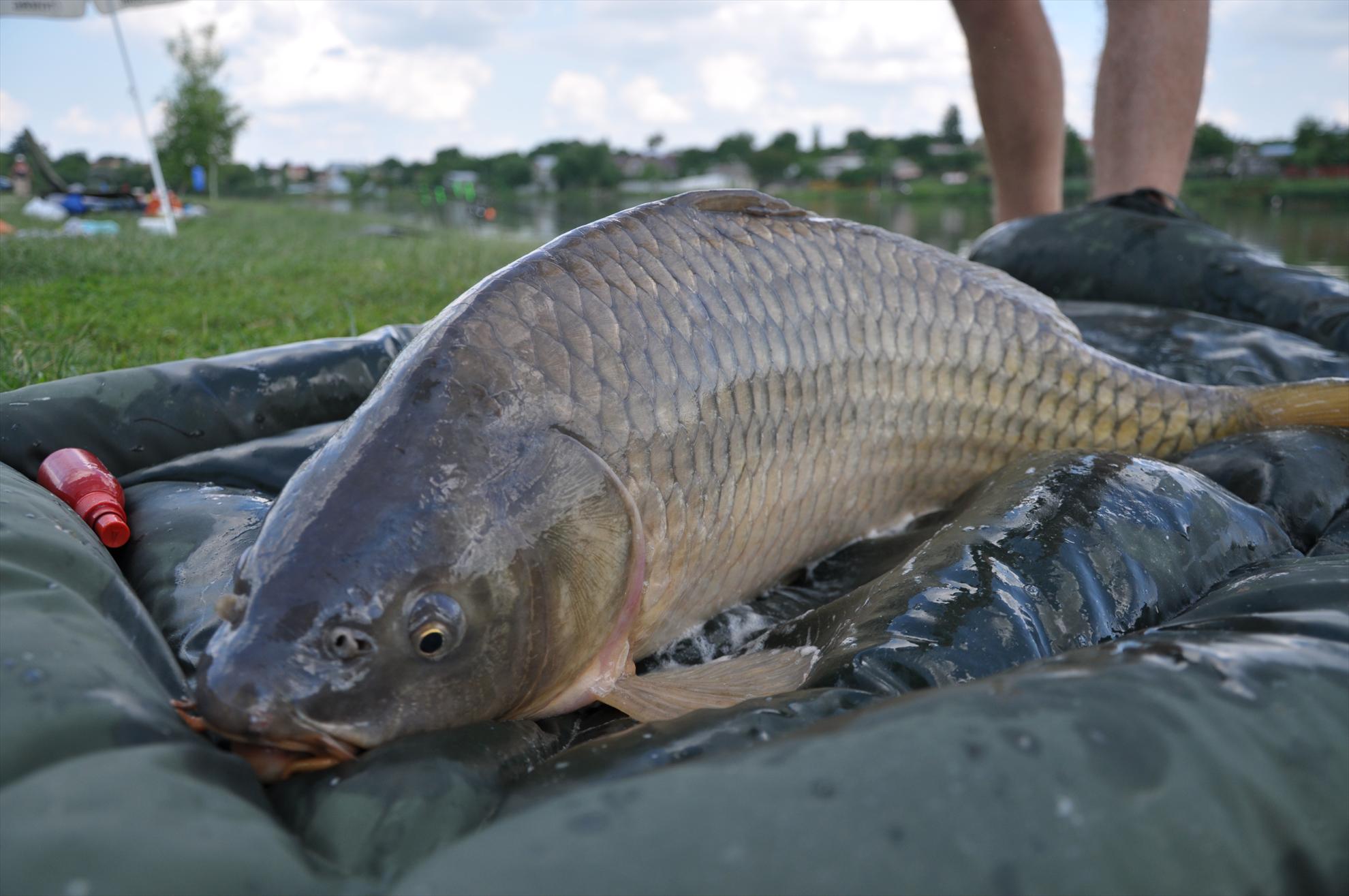 MV 2/3- 09/06/2013 - dsc0043.JPG